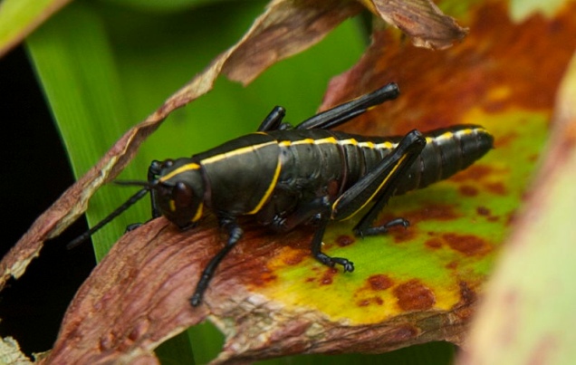 The nymph of a lubber grasshopper, black with yellow striping
