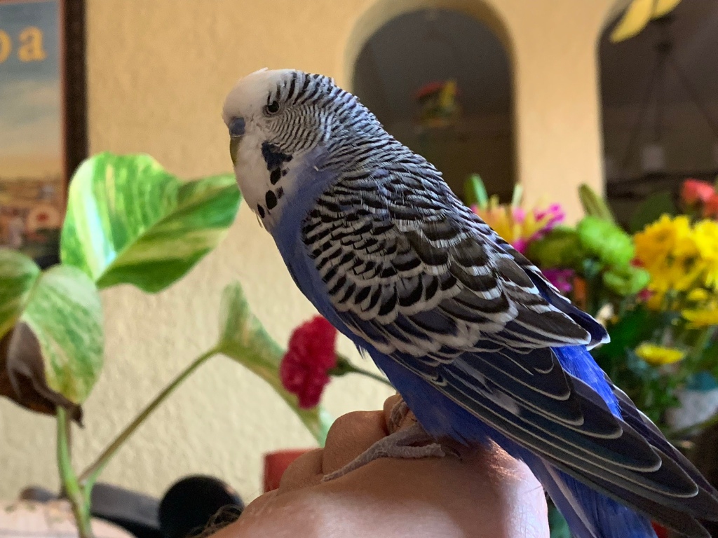 A blue budgerigar named Stevie P. sits on my foot against a backdrop of flowers in our living room. He looks like he’s up to something. He is the most handsome parakeet you could imagine.