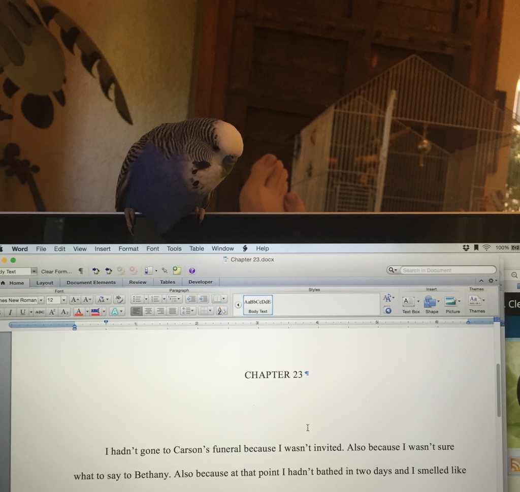 A blue budgerigar sits atop a MacBook screen. The screen shows a manuscript being written in Word.